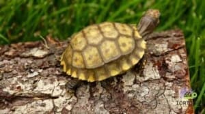 yellow footed tortoise housing