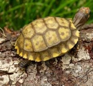 yellow footed tortoise housing
