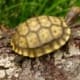 yellow footed tortoise housing