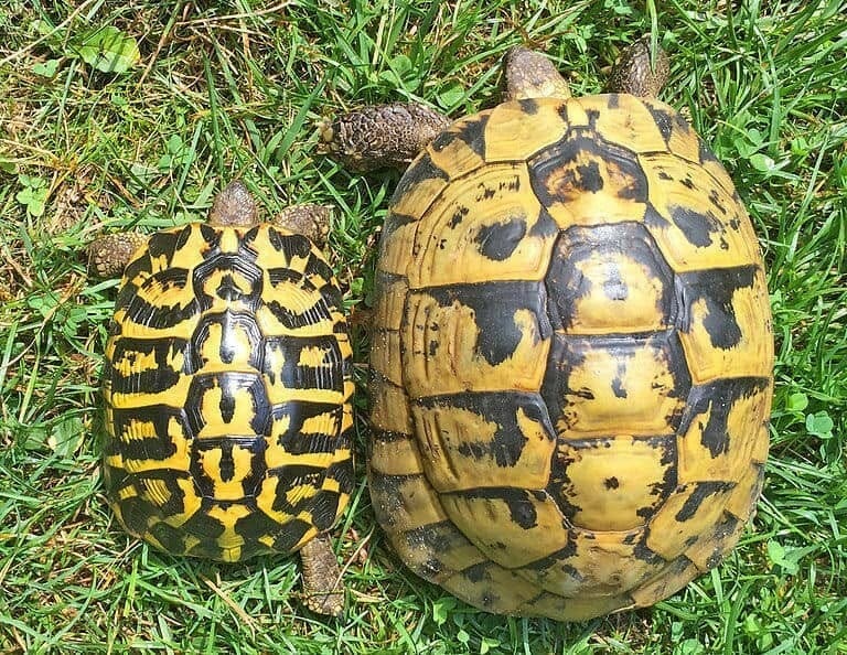 Western Hermann’s Tortoise For Sale