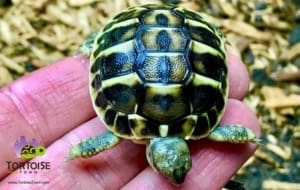 western hermann's tortoise water