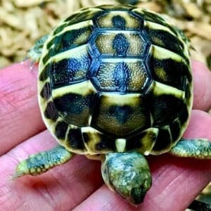 Baby Cherry Head Red Foot Tortoise For Sale Turtlestore Com