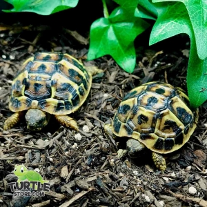 western hermann's tortoise size