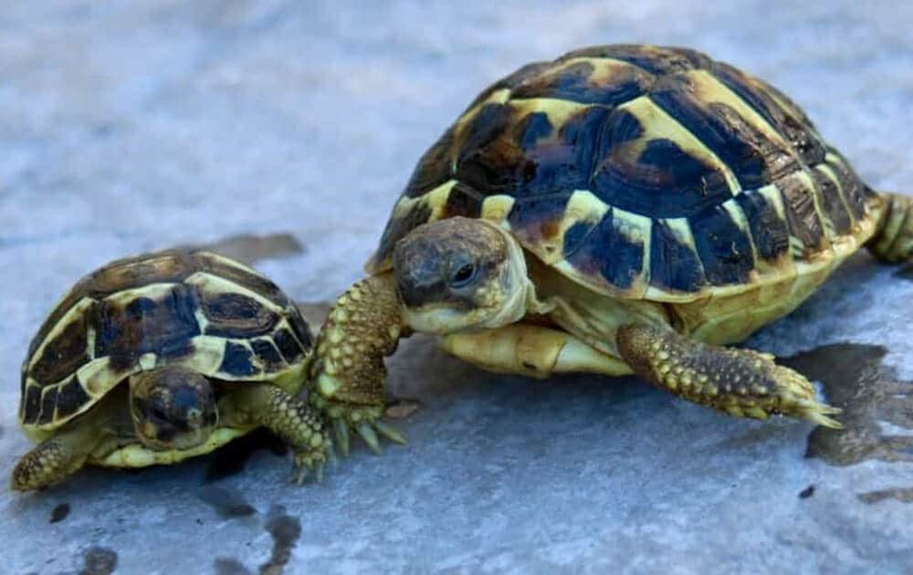 western hermann's tortoise care