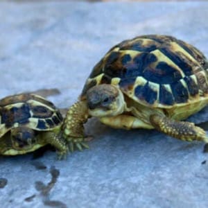 western hermann's tortoise care