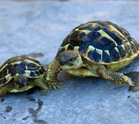 western hermann's tortoise care