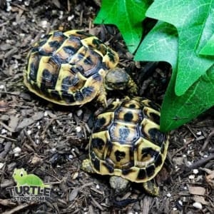 western hermann's tortoise soaking