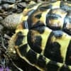 western hermann's tortoise for sale