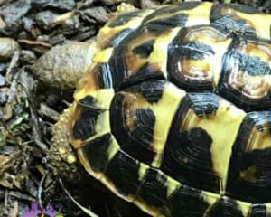 western hermann's tortoise for sale