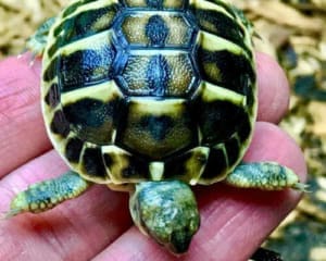 baby hermann tortoise