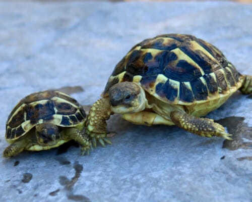 western hermann's tortoise care