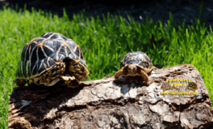 indian star tortoise