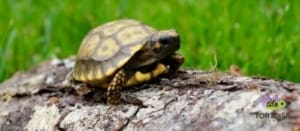 yellow footed tortoise temperature