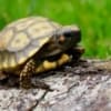 yellow footed tortoise enclosure