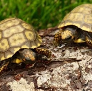 yellow footed tortoise feeding