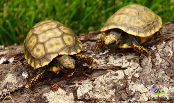 yellow footed tortoise feeding