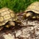 yellow footed tortoise feeding