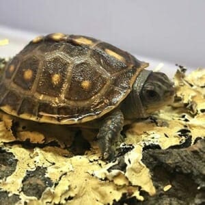 box turtles for sale