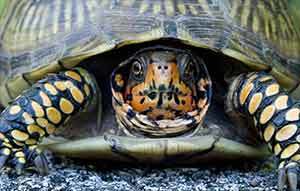 3 toe box turtle