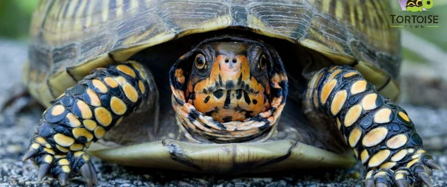 3 toed box turtle for sale