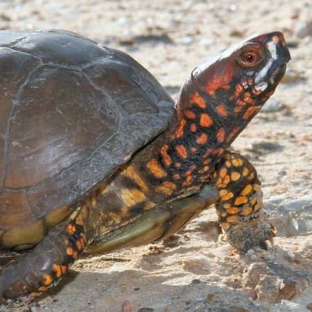 3 toed box turtle for sale