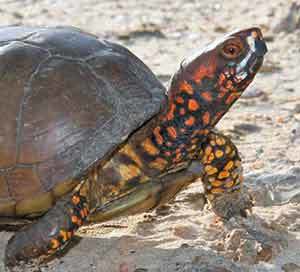 3 toed box turtle for sale