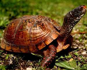 3 toed box turtles for sale