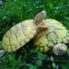 albino slider turtle for sale