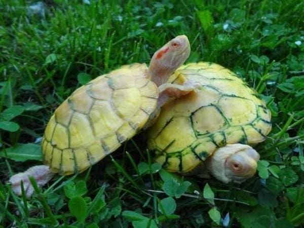 albino slider turtle for sale