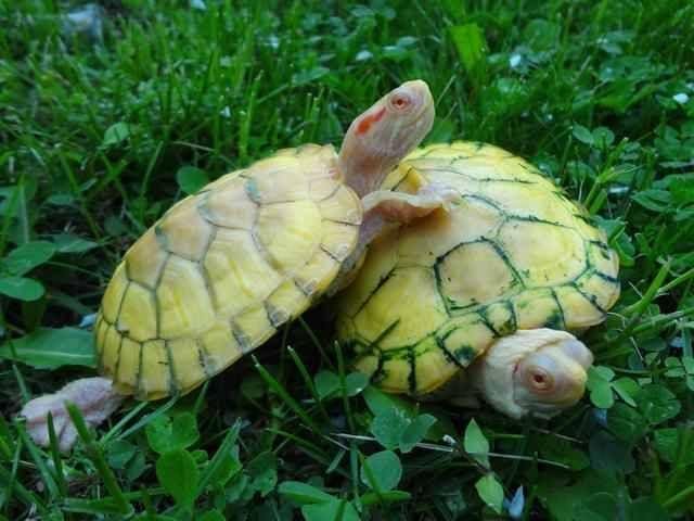 albino slider turtle for sale | baby albino red eared slider turtles