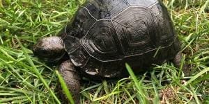 Aldabra tortoise for sale online