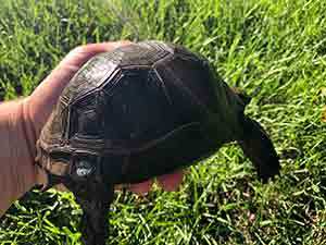 aldabra tortoise