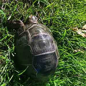 Aldabra tortoises for sale