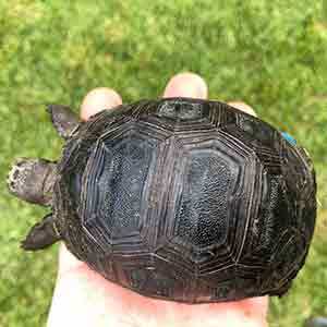 baby Aldabra tortoise