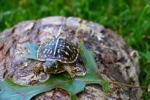 turtle store