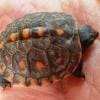 baby eastern box turtle