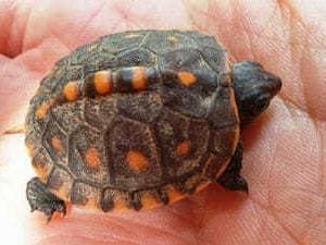 baby eastern box turtle