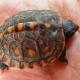 baby eastern box turtle