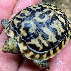 baby tortoise