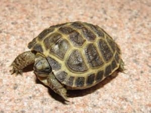 baby tortoise