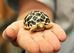 baby tortoise for sale