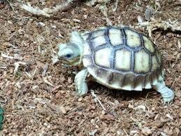 greek spur thighed tortoise for sale