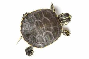 baby turtle for sale