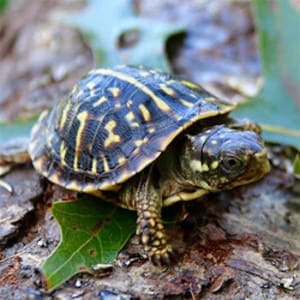 eastern box turtles for sale