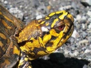 eastern box turtle for sale