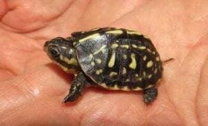 florida box turtle