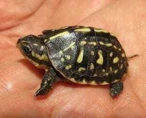 florida box turtle for sale