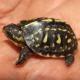 florida box turtle for sale