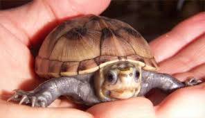 mud turtle for sale