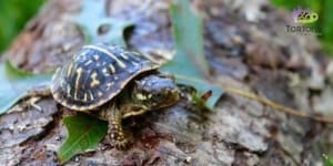 eastern box turtles near me